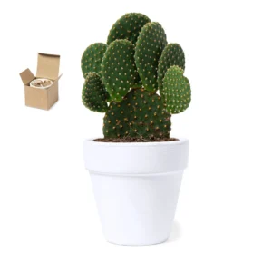 Vaso Cactus